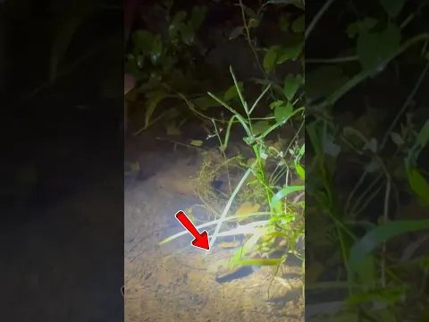 ഇങ്ങനെ മീൻ വെട്ടിപിടിക്കുന്നത് കണ്ടിട്ടുണ്ടോ..❓😱 | Traditional Fishing Videos | Village Fishing