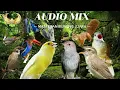 Download Lagu AUDIO MIX KOMBINASI MASTERAN BURUNG KICAU kapas tembak,perenjak pala merah,belalang emas,sikatalondo
