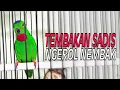 Download Lagu Masteran Mewah Serindit Gacor Ngerol Nembak Full Isian
