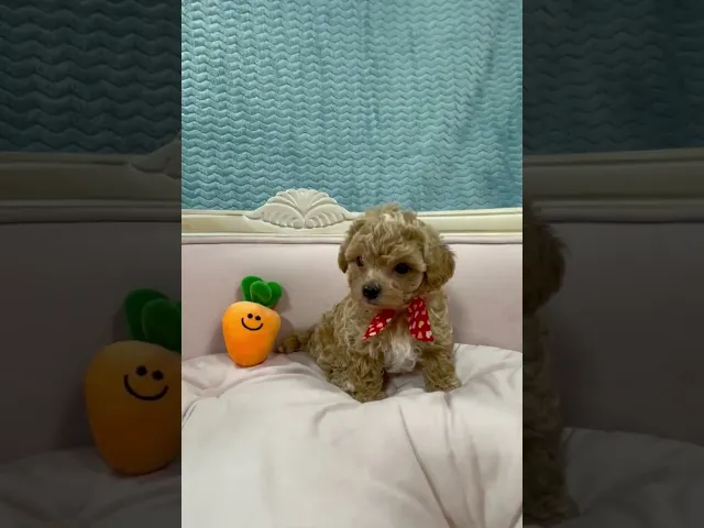 動画