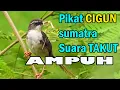 Download Lagu Pikat ciblek gunung paling ampuh suara takut burung liar langsung ngumpul.