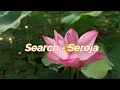Download Lagu Search - Seroja (Lirik)