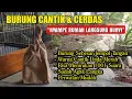 Lagu BURUNG SUPER CANTIK DAN BISA MENIRUKAN SEMUA KICAUAN BURUNG LAIN, NYAMPE RUMAH LANGSUNG BUNYI