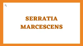 Serratia marcescens its Characteristics Pathogenesis Clinical Findings and More