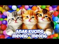 Download Lagu kucing lucu ANAK KUCING MEONG MEONG - kucing meong meong - kucing kawin - KUCING PERSIA LUCU