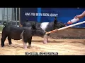 ONLINE - Showpig com Sale