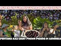 Download Lagu PERDANA!! PERTAMA KALI PANEN ANGGUR MUSCADINE DI KEBUN PRIBADI BELAKANG RUMAH ORANG AMERIKA 🇺🇸