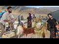 Download Lagu Family Visits with Ali's Nomadic Tribe: A Battle Against Mountain Wolves