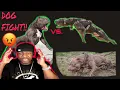 Stupid client makes huge XL American Bully fight two game pitbulls BGK Story Time