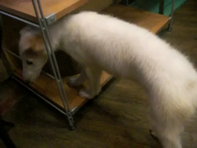 動画