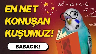En Net Konuşan Muhabbet Kuşu | Cici Kuş Aşkım Babacık Diyen Kuş