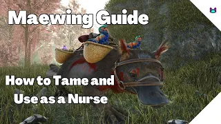 Maewing Guide - How to Tame and Use As a Baby Nurse