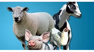 Generalidades sobre explotación de Especies Menores - TvAgro por Juan Gonzalo Angel