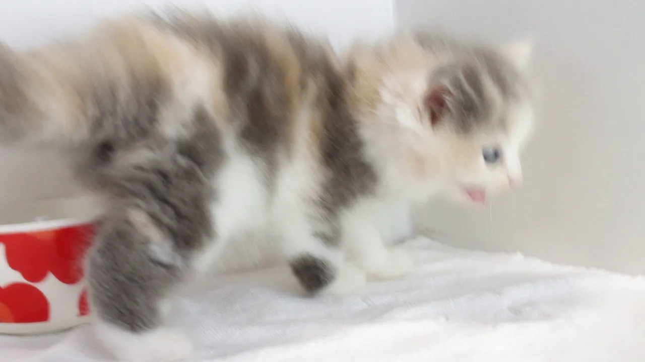 動画