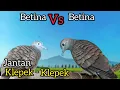 Download Lagu perkutut lokal BETINA Vs BETINA pancingan cepat bunyi GACOR.