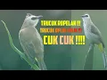 Trucuk ROPELAN uplik uplik dan cuk cuk ! Trucuk betina memanggil jantan ampuh | Pancingan trucuk 