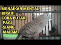 Lagu Perkutut Lokal Gacor Suara Super Kristal - Pancingan SapuJagat (99%AMPUH BANGET)