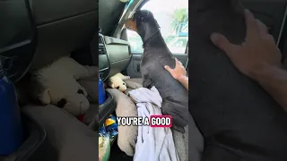 #fyp #dream #doberman #pets #youtube