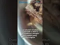 Download Lagu VIRAL Temuan Belatung di MBG Tuban, Ternyata Terjadi di 2 Sekolah Sekaligus