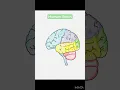 Human brain coloured drawing