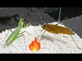 Praying mantis VS super grasshopper two big battles