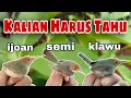 Lagu Perbedaan prenjak klawu dan ijoan