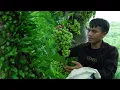 Download Lagu Pao oogst een eeuwenoude vijgenboom en maakt een heerlijke vijgensalade met zout en chili.