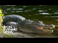 Woman killed in South Carolina alligator attack