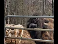 Chestatee Wildlife Preserve