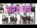 Download Lagu 11/07/2025 ਬਹੁਤ ਜਾਇਜ਼ ਰੇਟ ਝੋਟੀਆਂ ਵਿਕਉ ਸਰਪੰਕ 9501658050#trending #viralvideo #cow