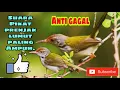Download Lagu SUARA PIKAT PRENJAK LUMUT GACOR.