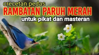 Download Suara Pikat Rambatan Paruh Merah Efektif Juga Untuk Masteran Dan Pancingan MP3