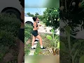 Download Lagu panen buah mangga yang masak di pohon