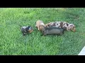 Mini Dachshund Puppies For Sale