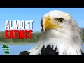 5 Things You Didn t Know About Bald Eagles