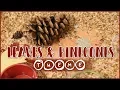 Leaves and Pinecones Theme