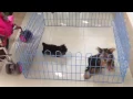 Teacup VS Normal Size - Doozie Deeva Yorkshire Terrier