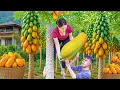 Download Lagu TIMELAPSE -- Harvesting Giant Ripe Red Papaya, 10 Delicious Dishes From Papaya - You've Never Tasted
