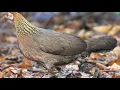 Download Lagu Suara kekekan ayam hutan betina untuk pikat