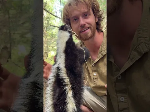 Smoking a Brain Tanned Skunk Hide #bushcraft #survivalskills #outdoorlife #wildernesssurvival