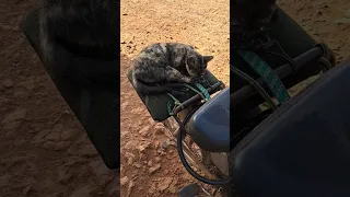 البقرة الطبلاوى المنشاوي الواقعة الكهف عبد الباسط عبد الصمد Cat 