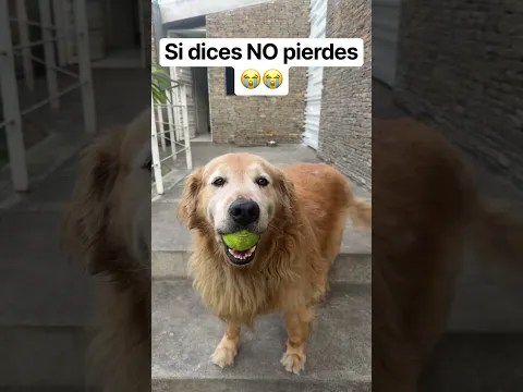 Si dices NO pierdes ๐๐ฆฎ