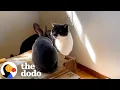 Download Lagu Cat Is So Relaxed Thinking His Bunny Bestie Is Also A Cat   | The Dodo