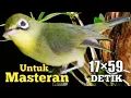 Download Lagu SUARA KECIAL KUNING GACOR NGEJOS PENDEK GESIT | UNTUK MASTERAN KECIAL KUNING PALING AMPUH
