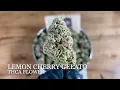 Lemon Cherry Gelato THCa Review 30 sec