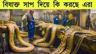 সাপের মাংস খাওয়ানো হচ্ছে আমাদের? ফ্যাক্টরিতে হচ্ছে কি এসব How snake meat processing