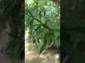 Download Lagu https://vt.tiktok.com/ZSDw9mX5C/ 🍺🧋 22/9/