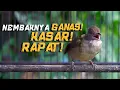Lagu Masteran Kapas Tembak GANAS! Suara Rapet \u0026 Kasar!