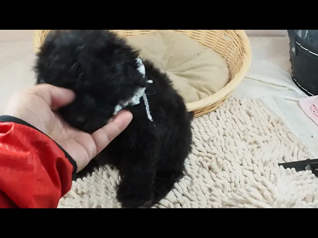 動画