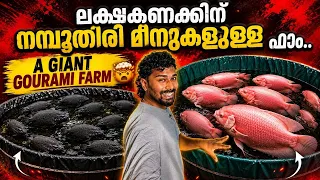 പച്ചക്കറി MONSTER ഫിഷിനെ ബ്രീഡിങ് ചെയുന്ന ഫാം...😍 | giant gourami breeding farm | giant gourami farm